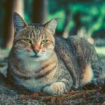 Charming tabby cat resting in a tranquil forest environment, showcasing natural beauty.