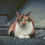 A beautiful calico cat with striking green eyes resting on a pavement outdoors.