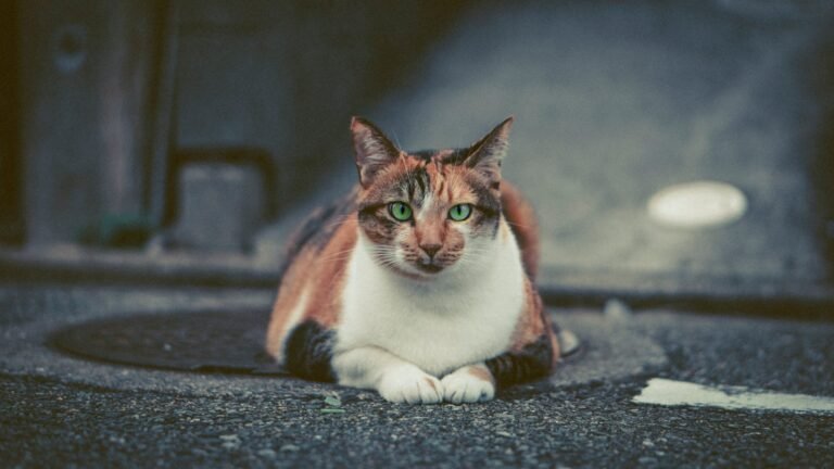 A beautiful calico cat with striking green eyes resting on a pavement outdoors.