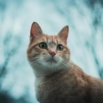 Adorable ginger tabby cat outdoors in Lalín. Captivating gaze creates a perfect pet portrait.