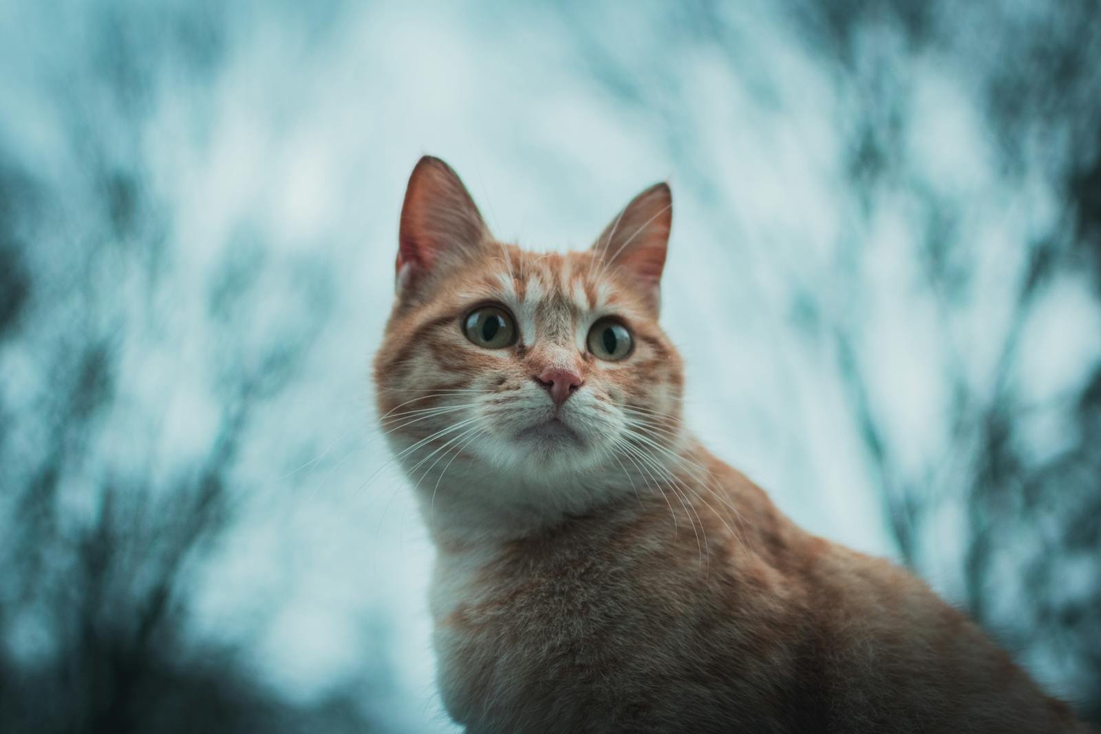 Adorable ginger tabby cat outdoors in Lalín. Captivating gaze creates a perfect pet portrait.