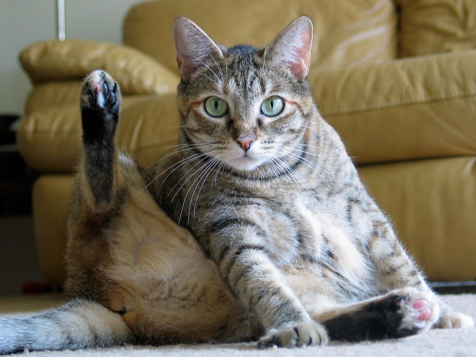 Using Their Litter Box Reliably (image credits: wikimedia)