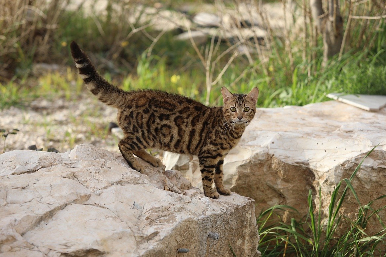 Meowing for Attention at Night (image credits: pixabay)