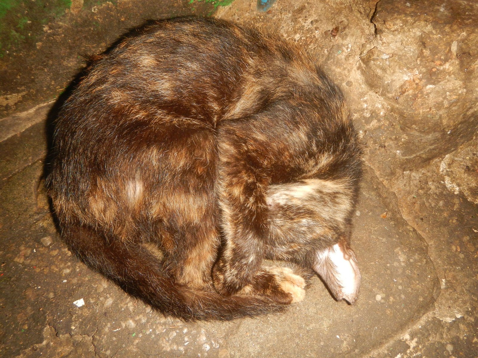 Your Cat Follows You Around (image credits: wikimedia)