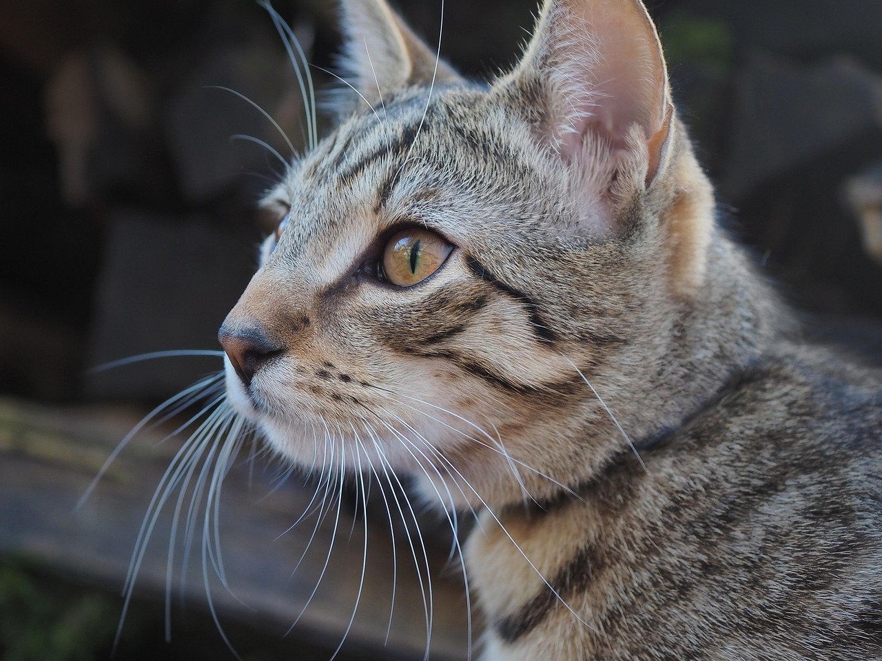 Your Cat Sleeps on or Near You (image credits: pixabay)