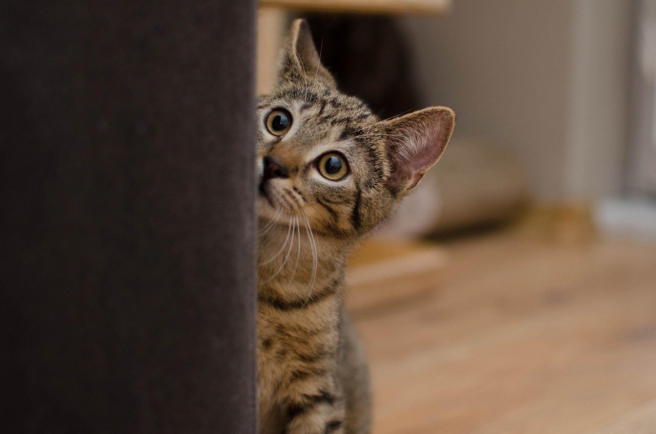 Why Shy Cats Bond Differently (image credits: pixabay)