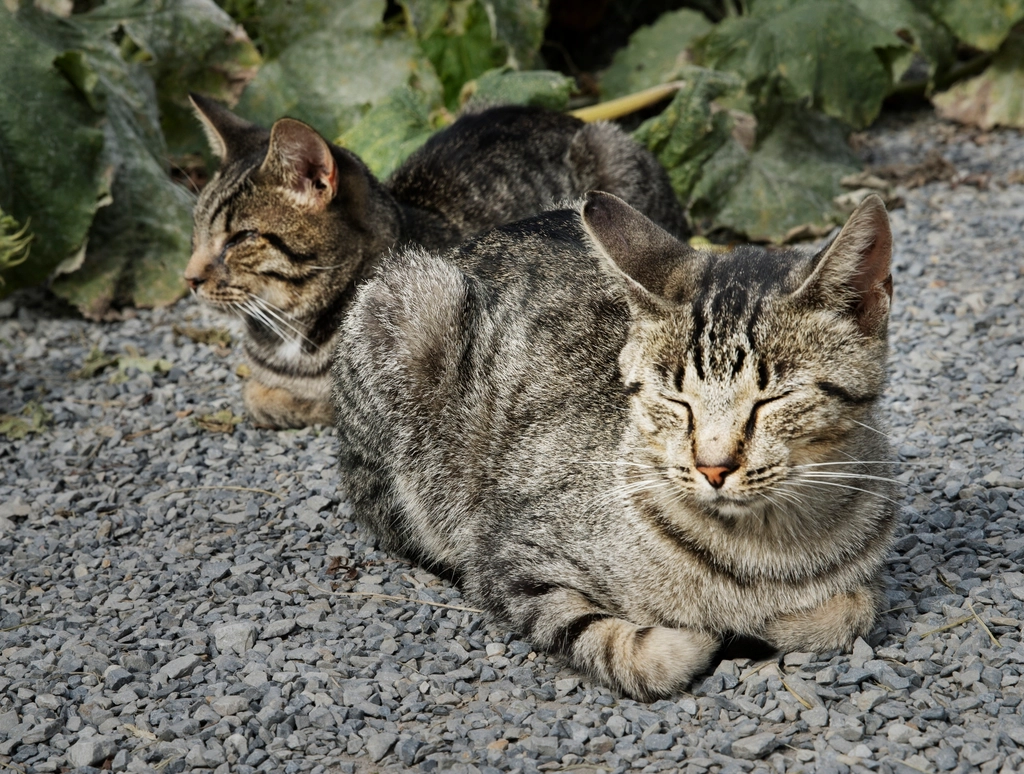 Reduced Incidents of Aggression or Fearful Behavior (image credits: rawpixel)