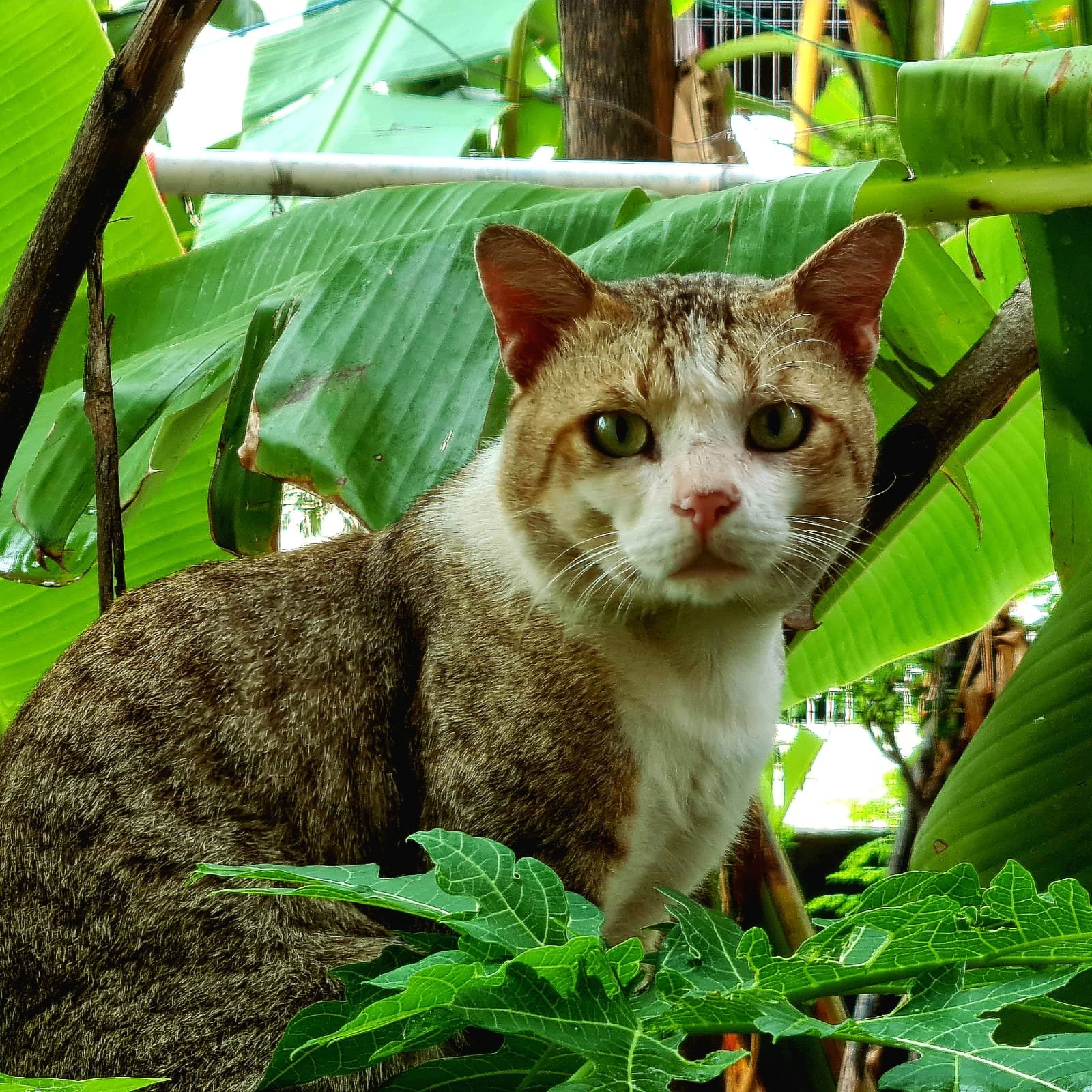 Hiding: Solitude or Stress? (image credits: wikimedia)