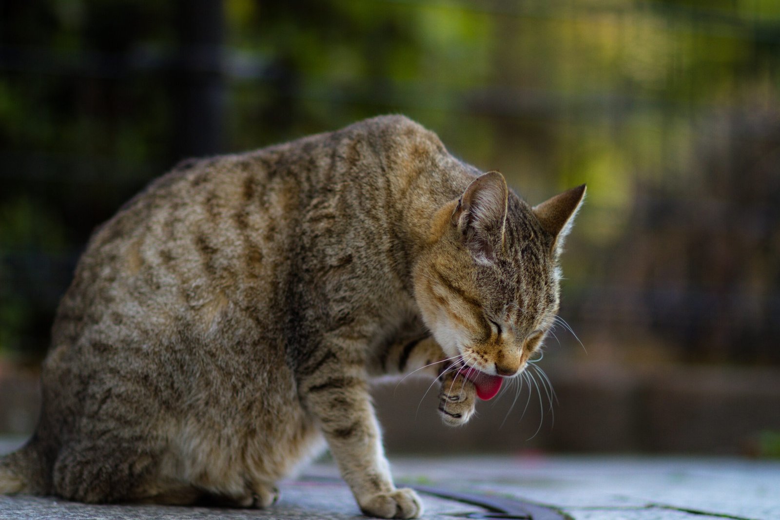 Grooming: Cleanliness or Communication? (image credits: wikimedia)