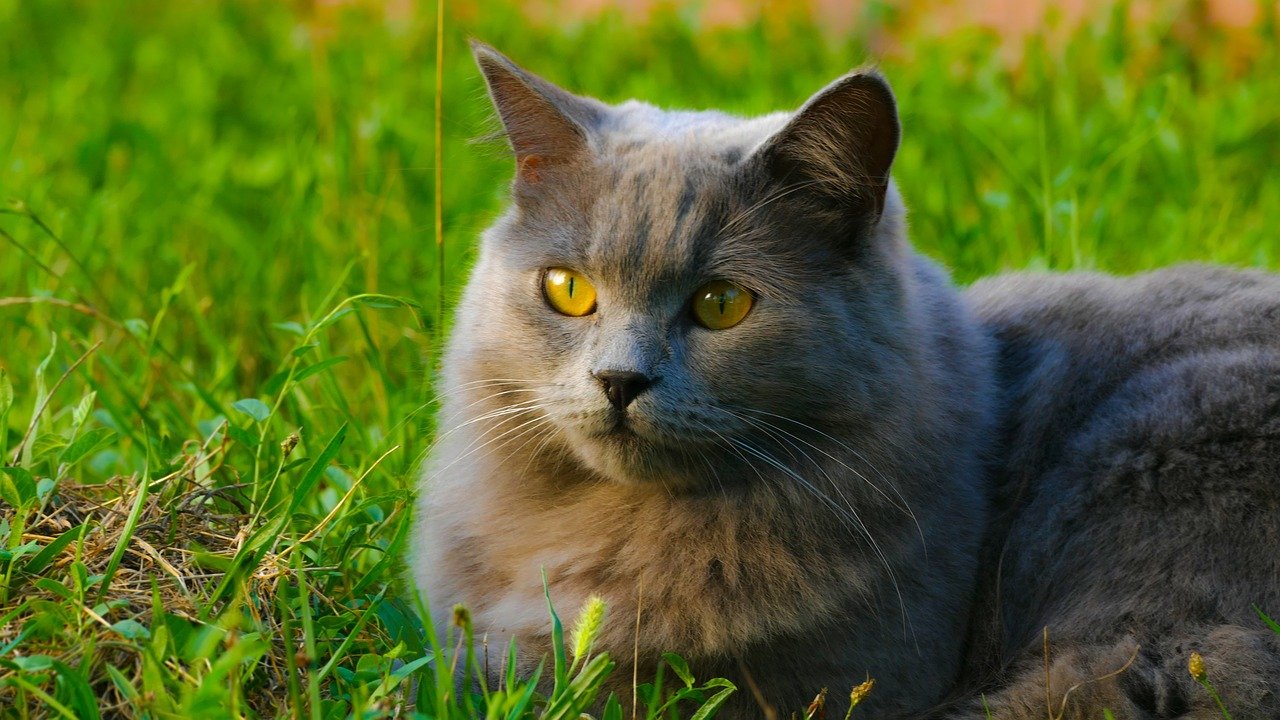 Cat’s Behavior