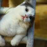 Proximity Over Attention