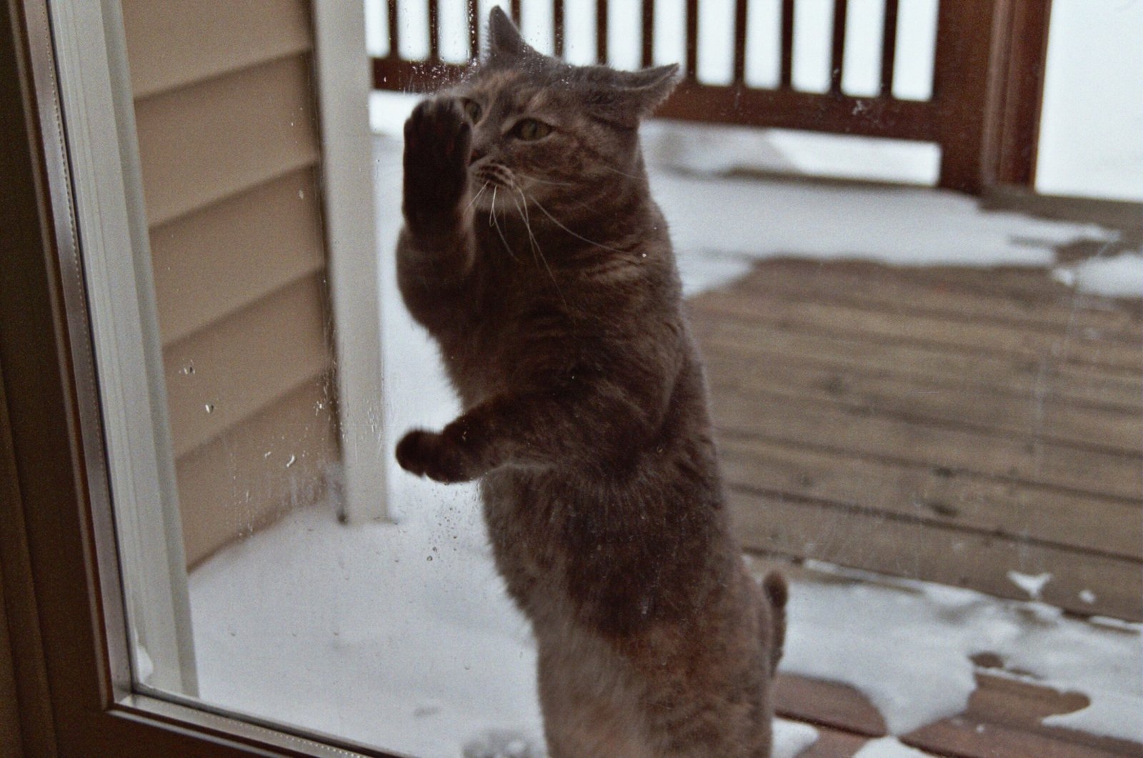 Being Patient and Observant (image credits: wikimedia)
