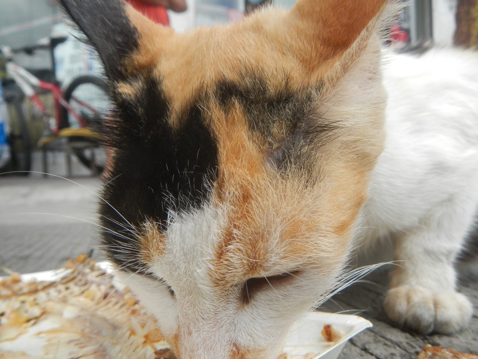 Mealtime Companionship (image credits: wikimedia)