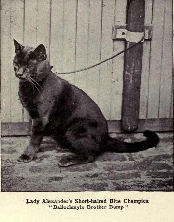 Gentle Head Butts and Rubbing (image credits: wikimedia)