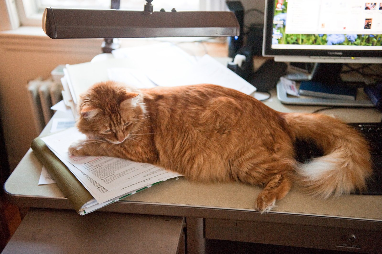 Helping with Daily Tasks (image credits: wikimedia)