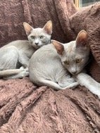 Initiating Cuddles and Lap Time (image credits: wikimedia)