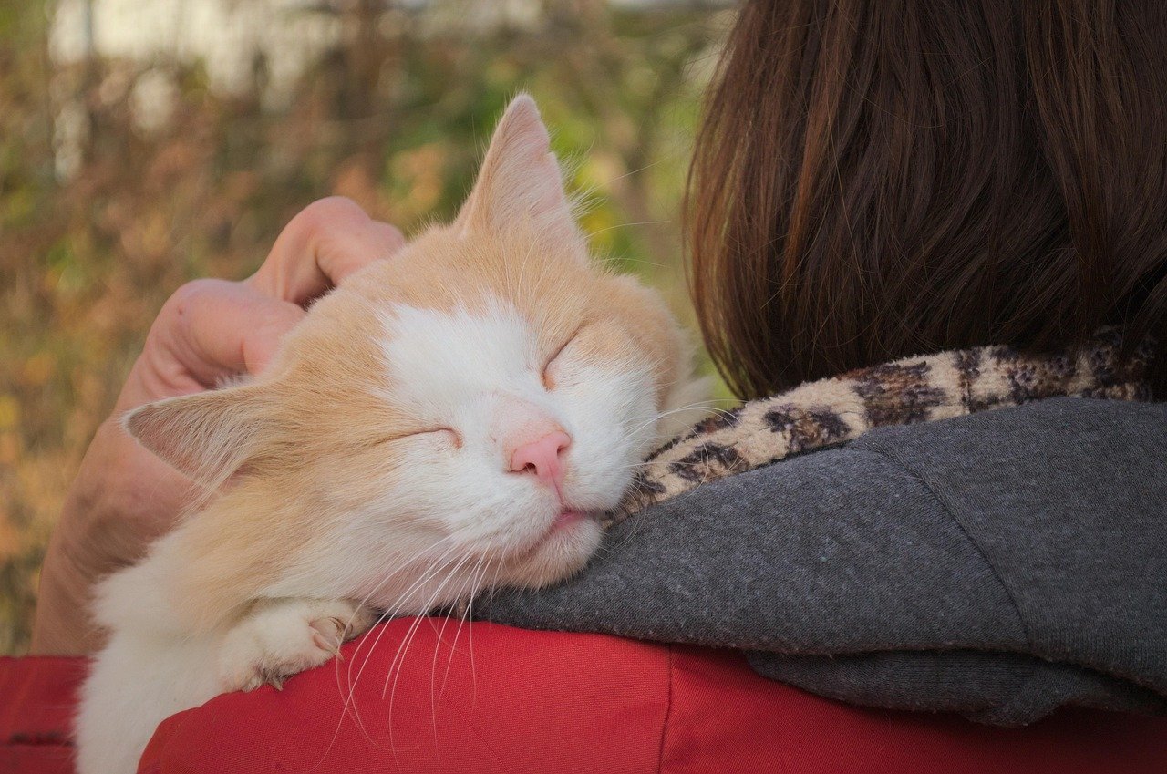 The Science Behind Cat Attachment (image credits: pixabay)