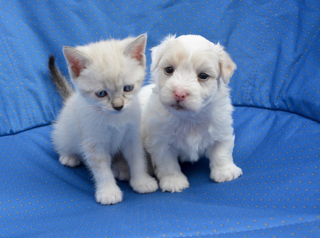 Interactions With Other Pets: Quiet Harmony (image credits: pixabay)