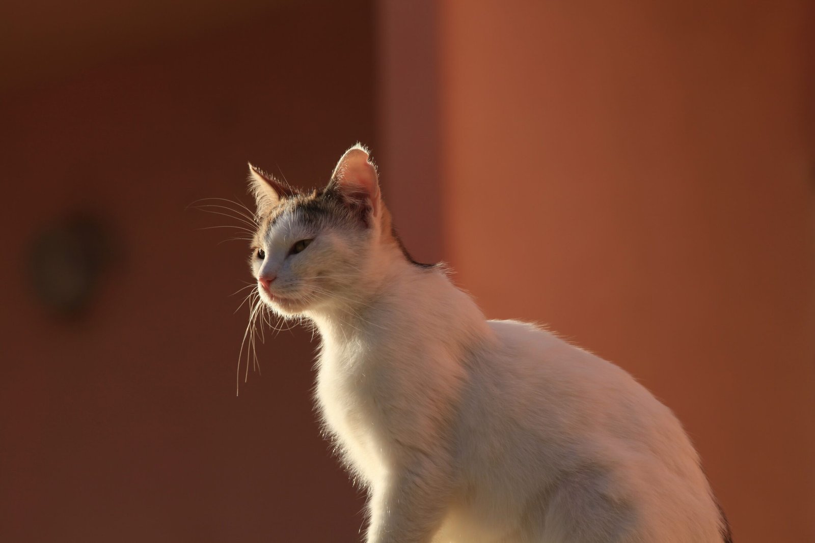 Celebrating the Quiet Moments: Why Silence Is Golden (image credits: wikimedia)