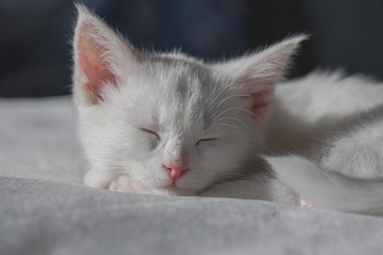 Why Your Cat Stays Quiet When They’re Emotionally Content