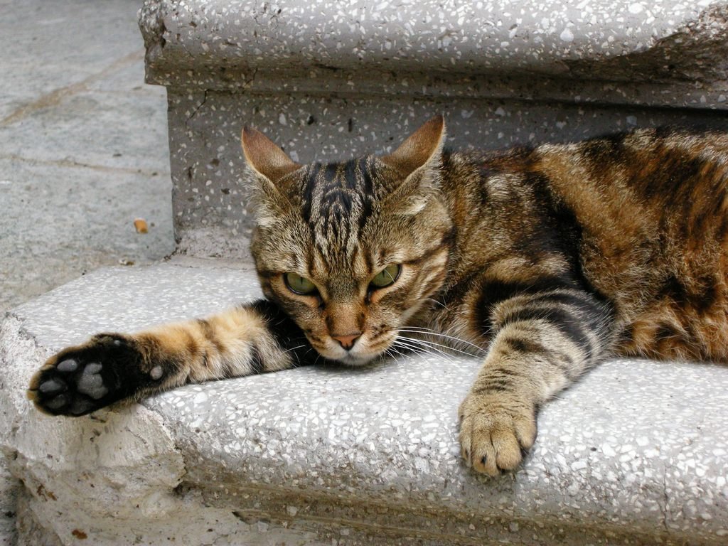Sleeping at Your Feet After an Argument (image credits: wikimedia)