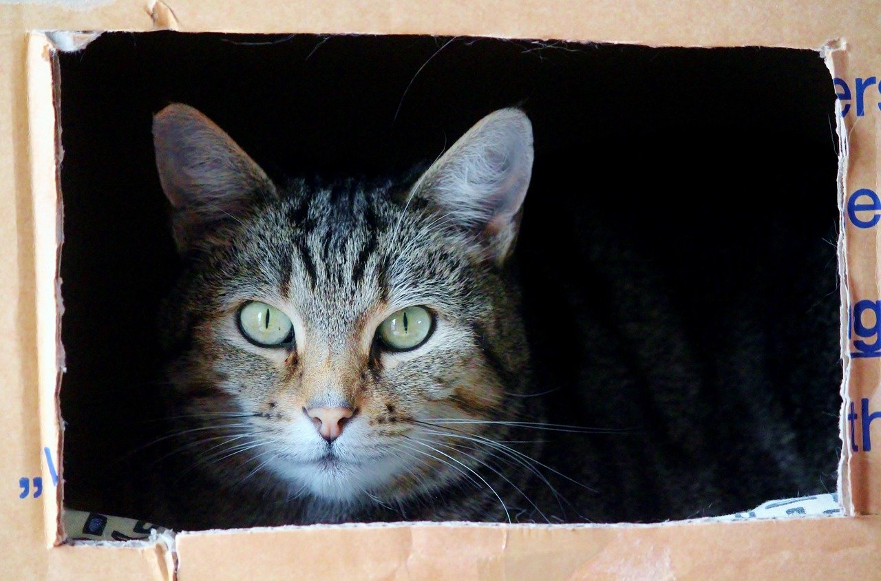 Changes and the Challenge of Moving (image credits: pixabay)