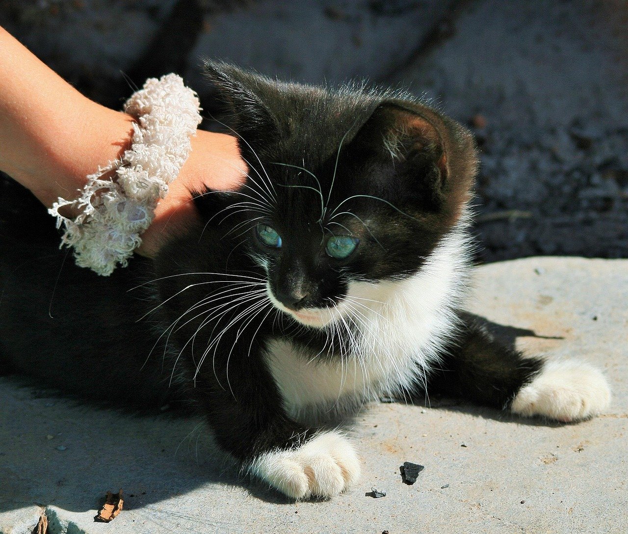 2. Tiny Steps Out of Hiding (image credits: pixabay)