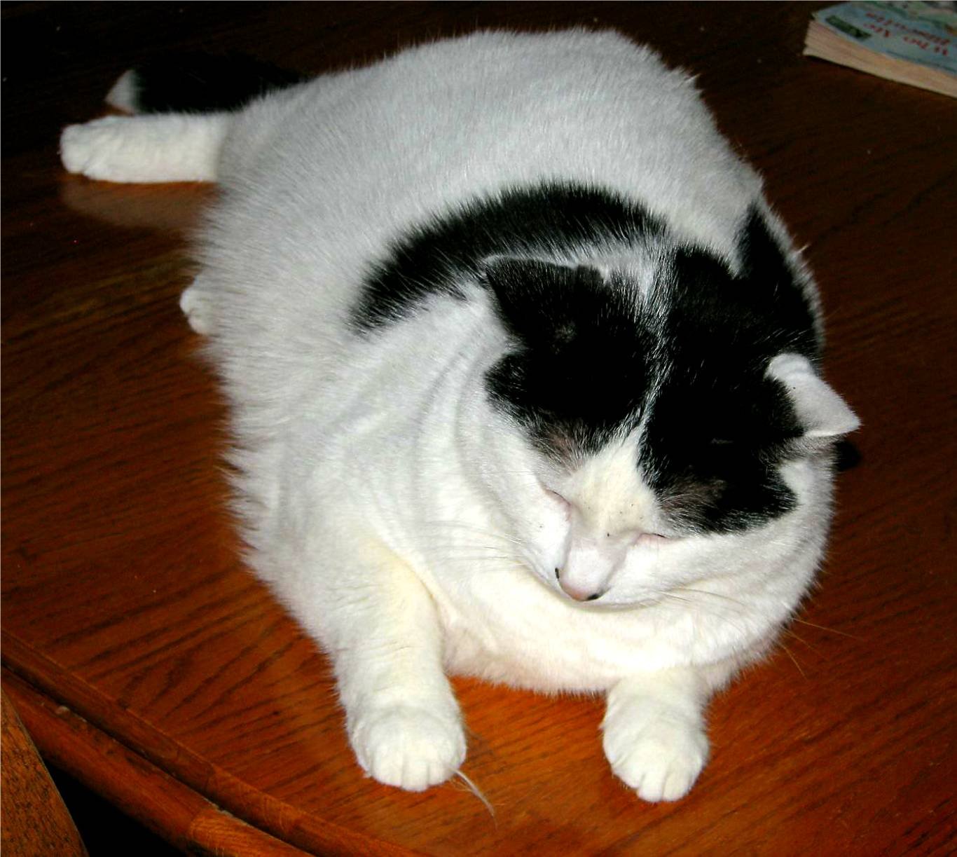 9. Allowing Belly Rubs (Even If Briefly) (image credits: wikimedia)
