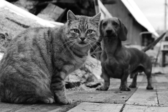 13. Accepting Other Pets (image credits: wikimedia)