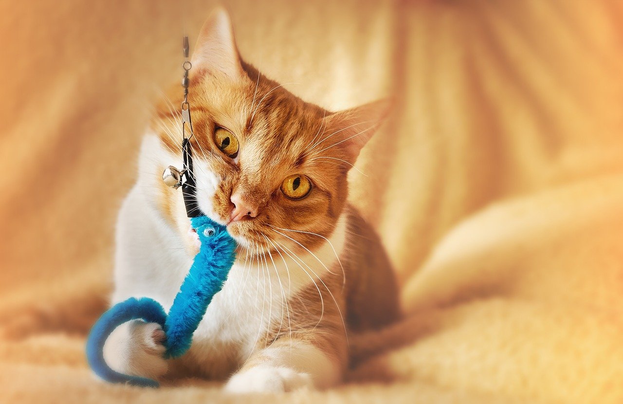 The Role of Instinct in Cat Behavior (image credits: pixabay)