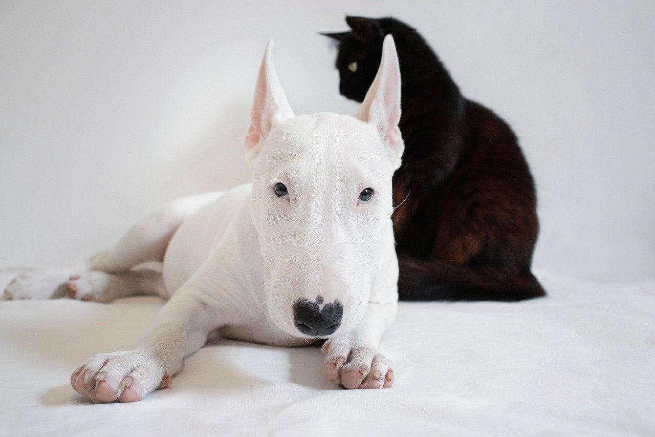 Comparing Cats and Dogs: Regretful Behaviors (image credits: pixabay)