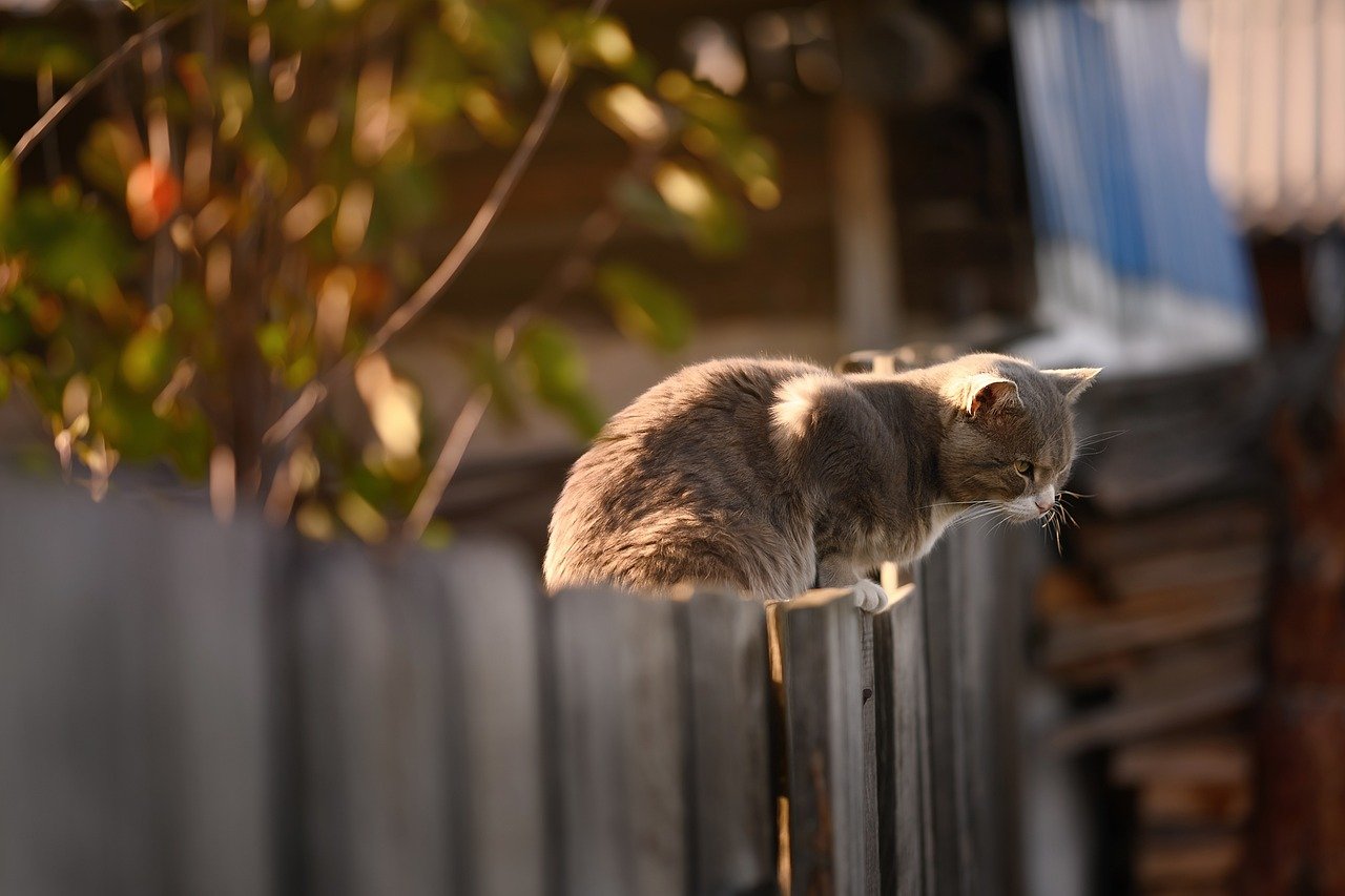 Your Cat Sleeps Where You Spend the Most Time (image credits: pixabay)