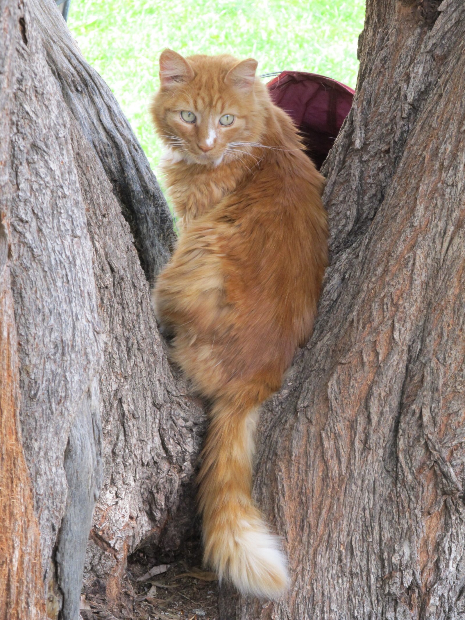 Your Cat Prefers Your Company Over Others (image credits: wikimedia)