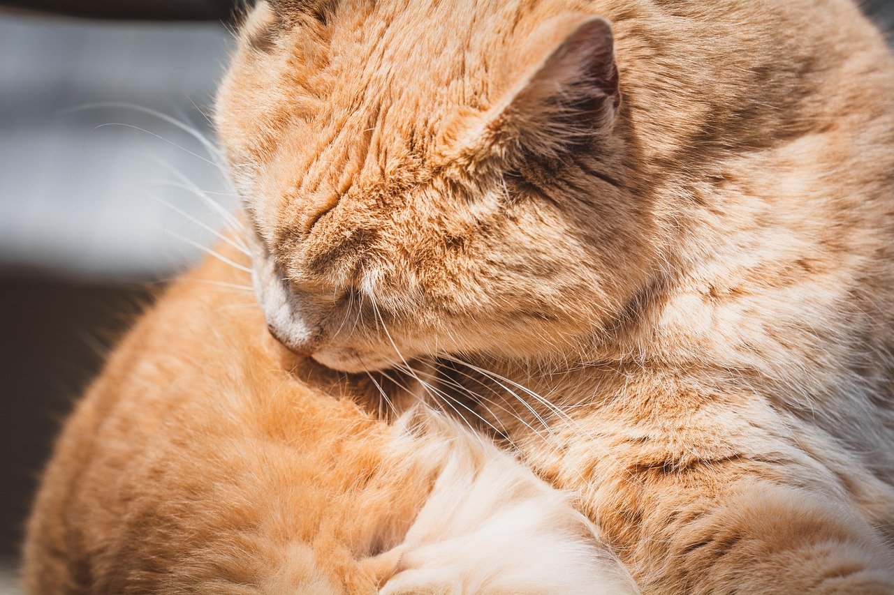 Your Cat Waits for Rituals Like Treat Time or Grooming (image credits: pixabay)