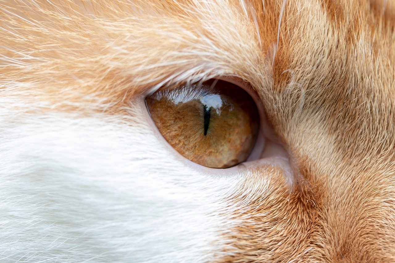 Your Cat Shows Reluctance to Leave Your Side (image credits: pixabay)