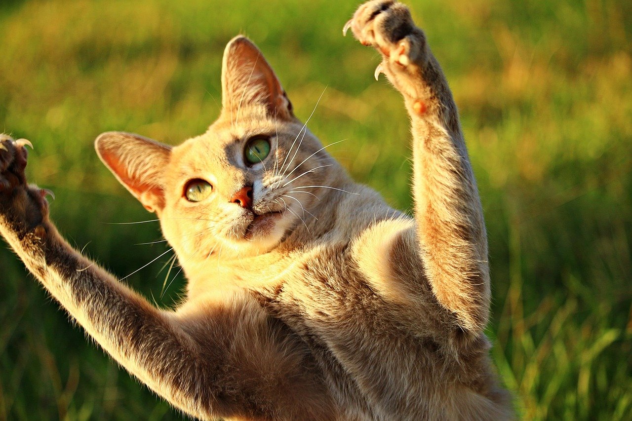 Kneading With Their Paws: Kittenhood Memories (image credits: pixabay)