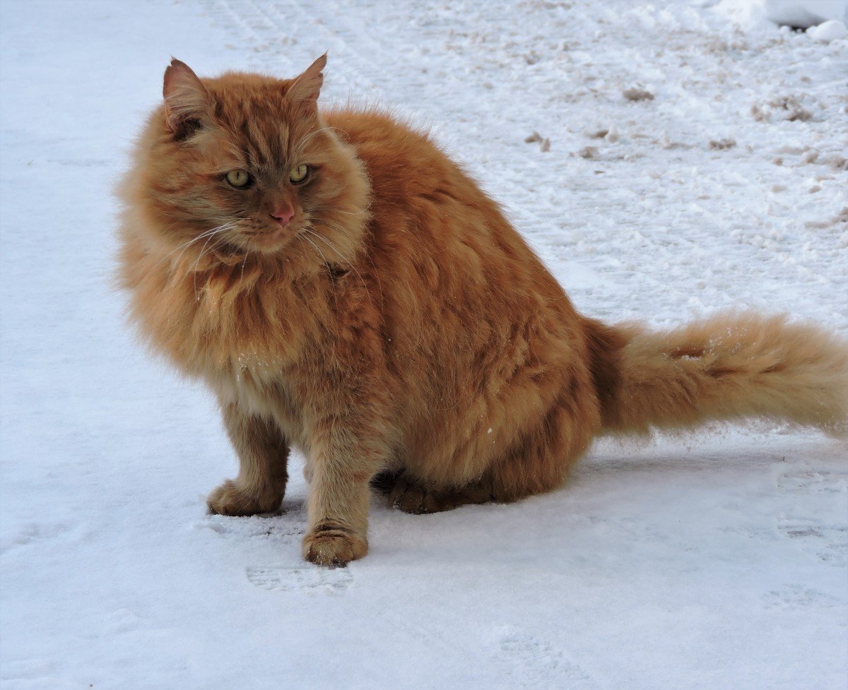 Siberian: The Adventurous Individualist (image credits: wikimedia)