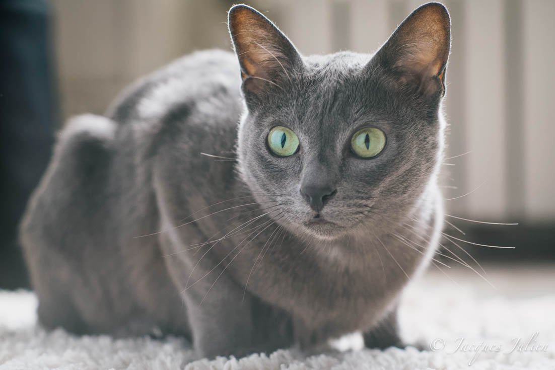 Korat: The Silver-Blue Companion (image credits: wikimedia)