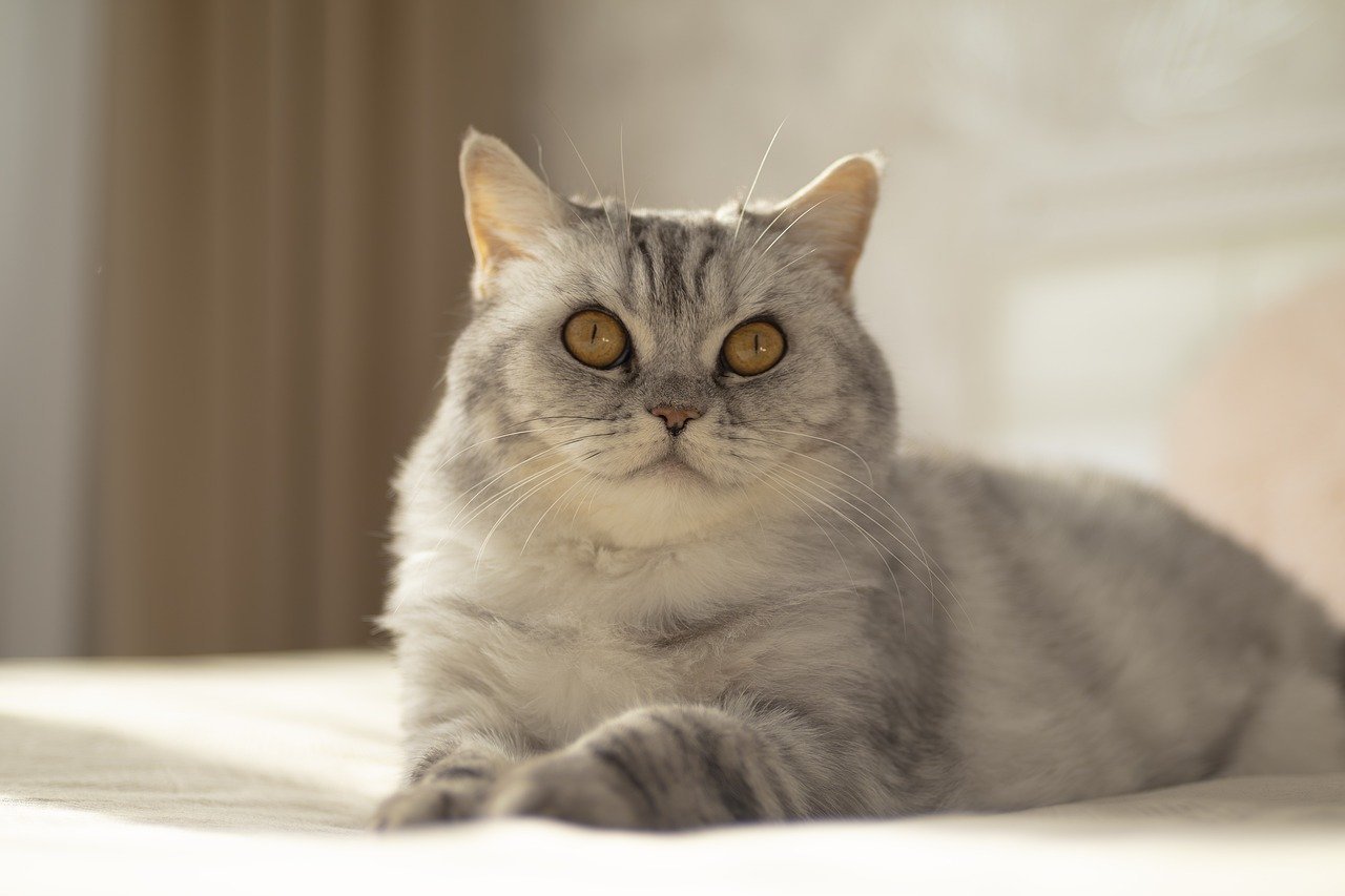 Burmilla: The Silver Dreamer (image credits: pixabay)