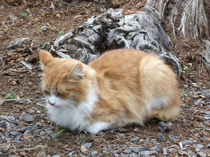 Slow Blinks: The Cat’s Secret Handshake (image credits: wikimedia)