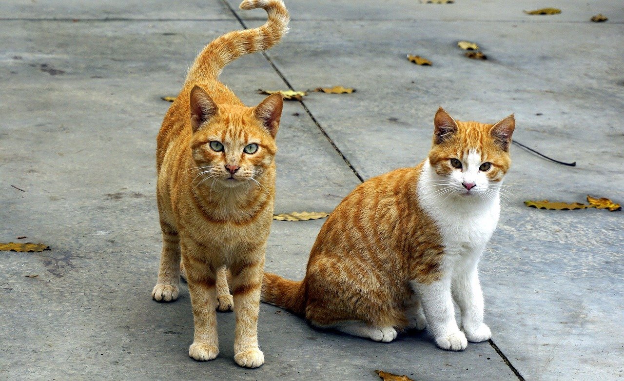 Observing to Learn: Mimicry and Adaptation (image credits: pixabay)