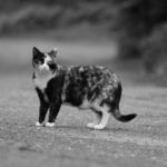 Why Cats Watch You More Than They Interact