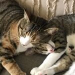 Strengthening Social Bonds