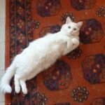 Curiosity and Exploration