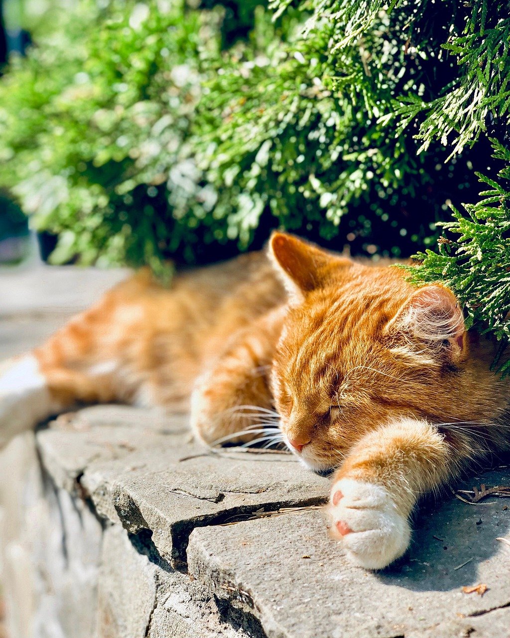 Keeping Cool in Hot Weather (image credits: pixabay)