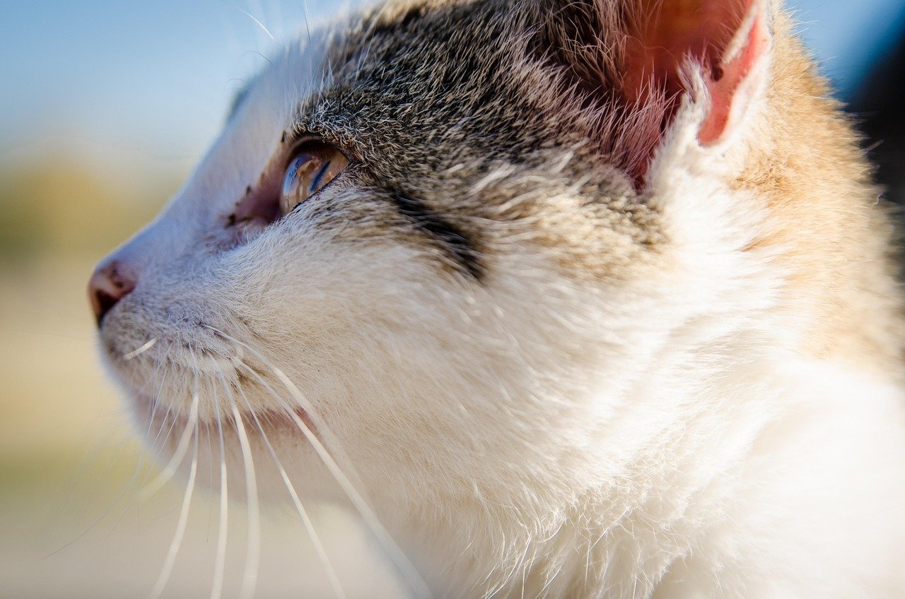 Addressing Health Needs with Compassion (image credits: pixabay)