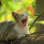 15 Reasons Cats Win at Emotional Intelligence Over Dogs