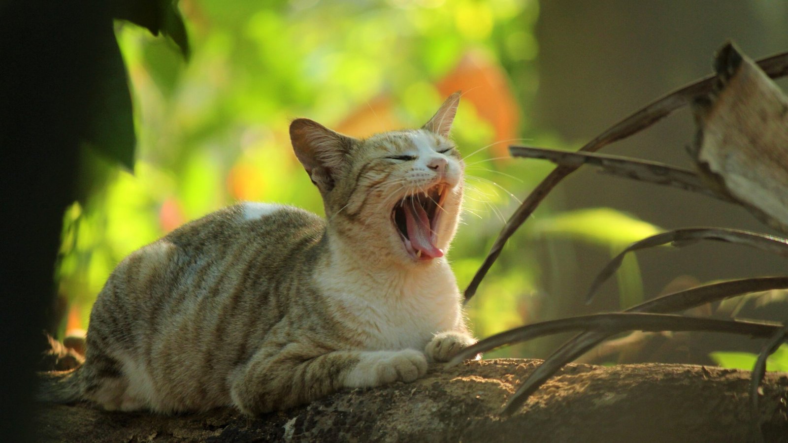 15 Reasons Cats Win at Emotional Intelligence Over Dogs