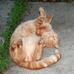 Playful but Gentle Behavior