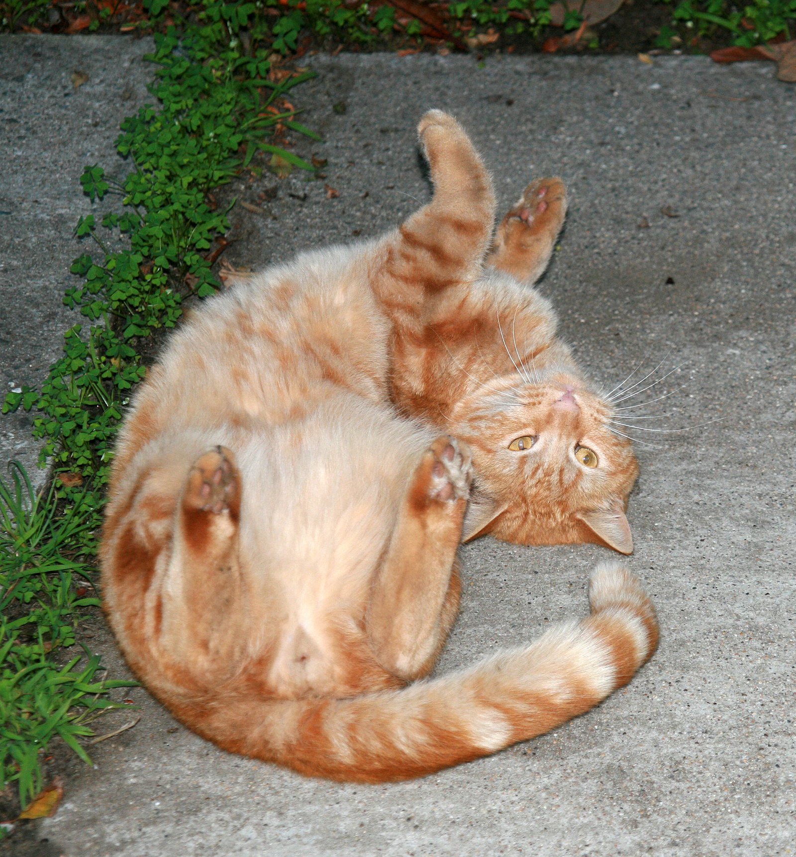 Playful but Gentle Behavior